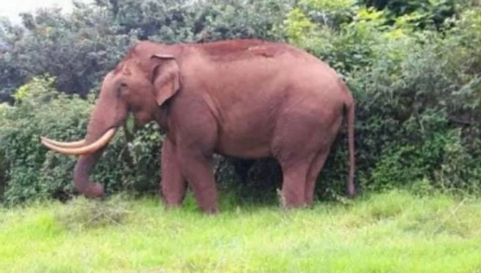 আবারও হাতির আক্রমণে মৃত্যু হল কেশপুরের এক ব্যক্তির!