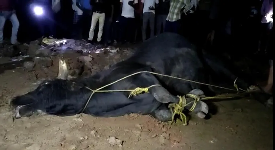 অন্ডাল বাজারে আতঙ্ক ধরানো ষাঁড়ের মৃত্যু ঘুম পাড়ানি গুলিতে