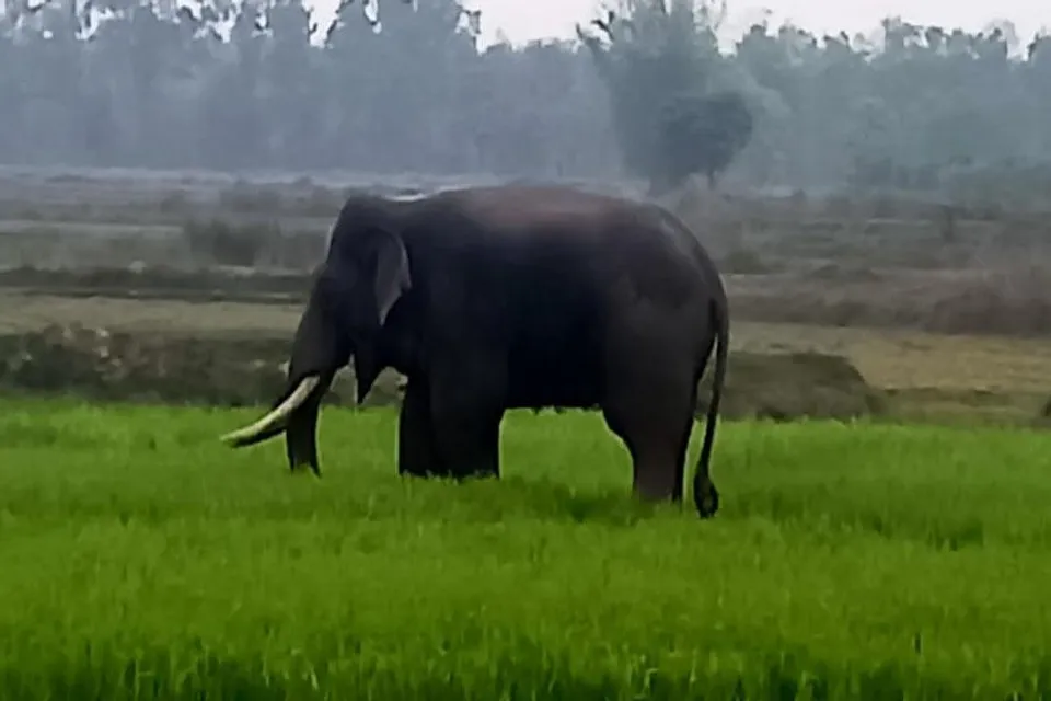 চাষের জমিতে হাতির দাপট, আতঙ্কে এলাকার বাসিন্দারা