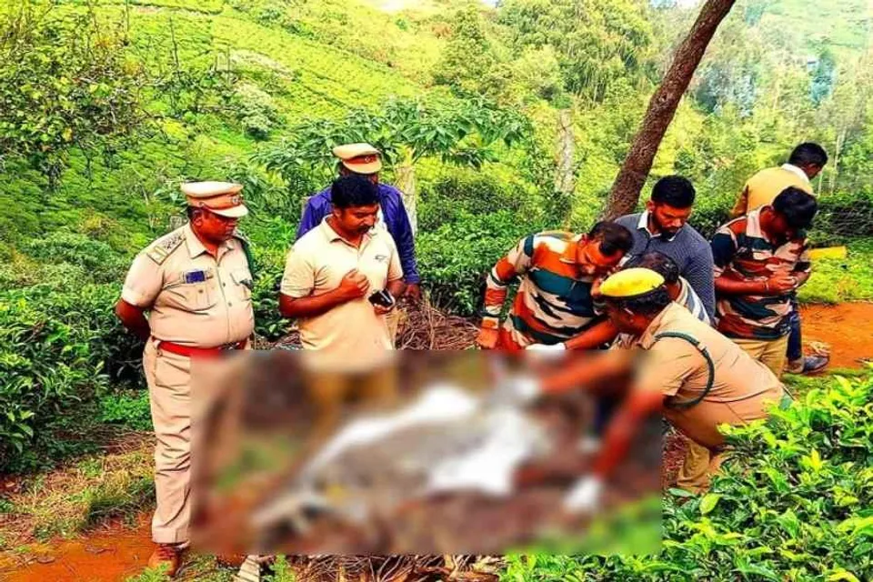 চিতাবাঘের রহস্যজনক মৃত্যু, তদন্ত