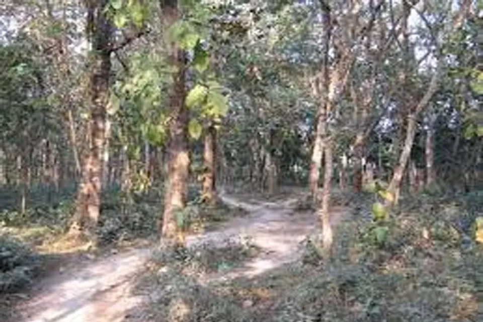 মাত্র ১৫০ টাকার মধ্যে একদিনের ট্যুরে উপভোগ করুন বনভূমির সৌন্দ্রয্য