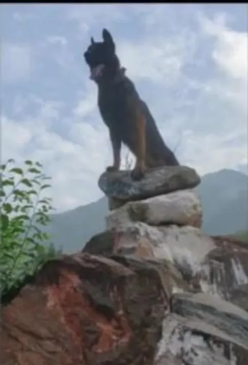 বুকে গুলি নিয়েও লড়াইয়ের ময়দান ছাড়েনি সে, কিন্তু আজ দুপুরে শেষ হল 'জুম' এর লড়াই