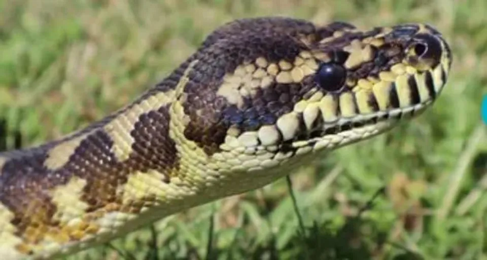 ৫৪ বছর বয়সী জীবন্ত মহিলাকে গিলল ২২ ফুটের অজগর