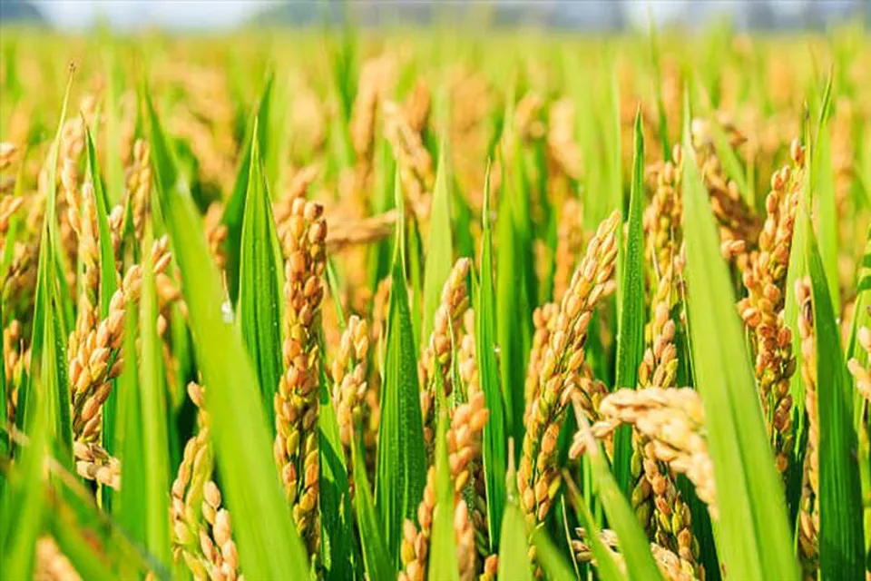 ধানের সুগন্ধ বজায় রাখতে জৈব সারের ব্যবহার