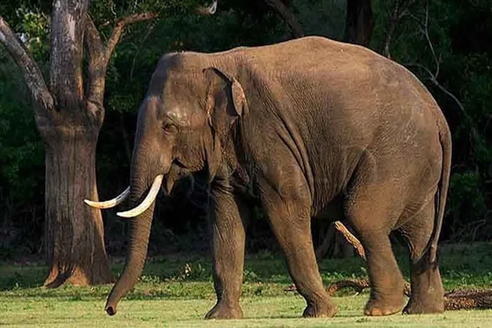 মহুল কুড়োতে গিয়ে হাতির হানায় মৃত্যু মহিলার