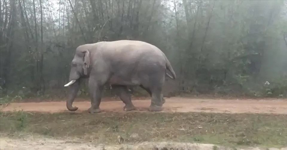 হাতির আতঙ্কে ঝাড়গ্রাম