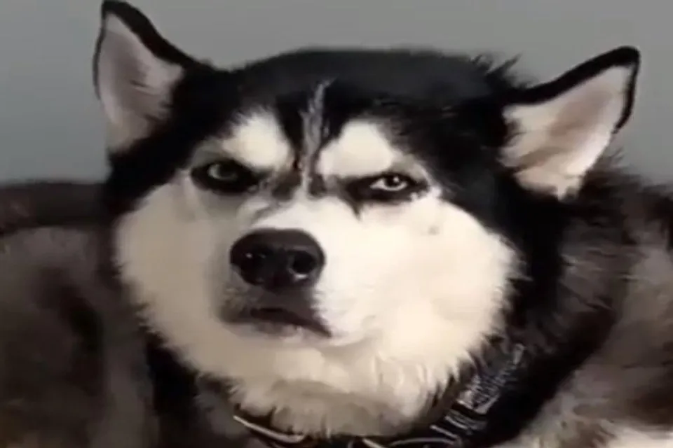 কুকুরের রেগে গিয়ে গাল ফোলানোর ভিডিও দেখুন