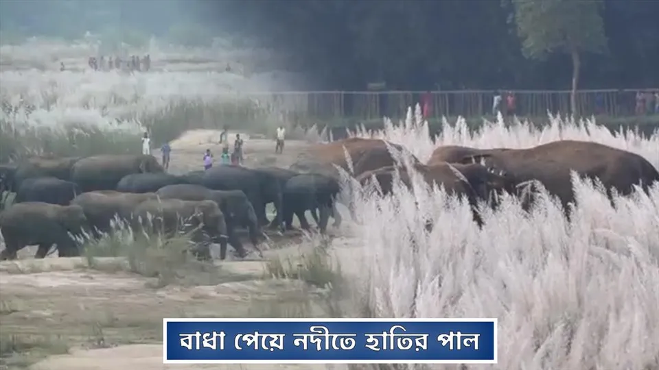 বাধা পেয়ে নদীতে হাতির পাল