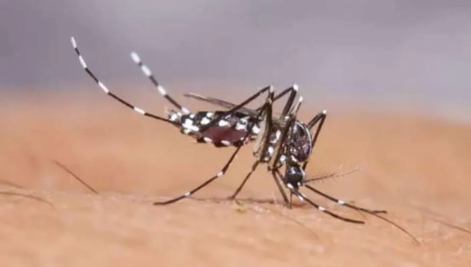 সুন্দরবনে বাড়ছে ডেঙ্গির প্রভাব