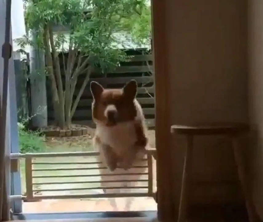 কুকুরের এমন কীর্তি হাসাবে আপনাকেও