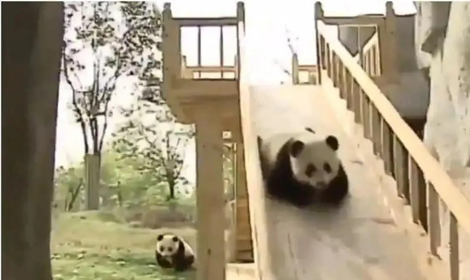 পার্কে স্লিপারে মত্ত পান্ডার দল, দেখুন এক মন ভালো করা ভিডিও