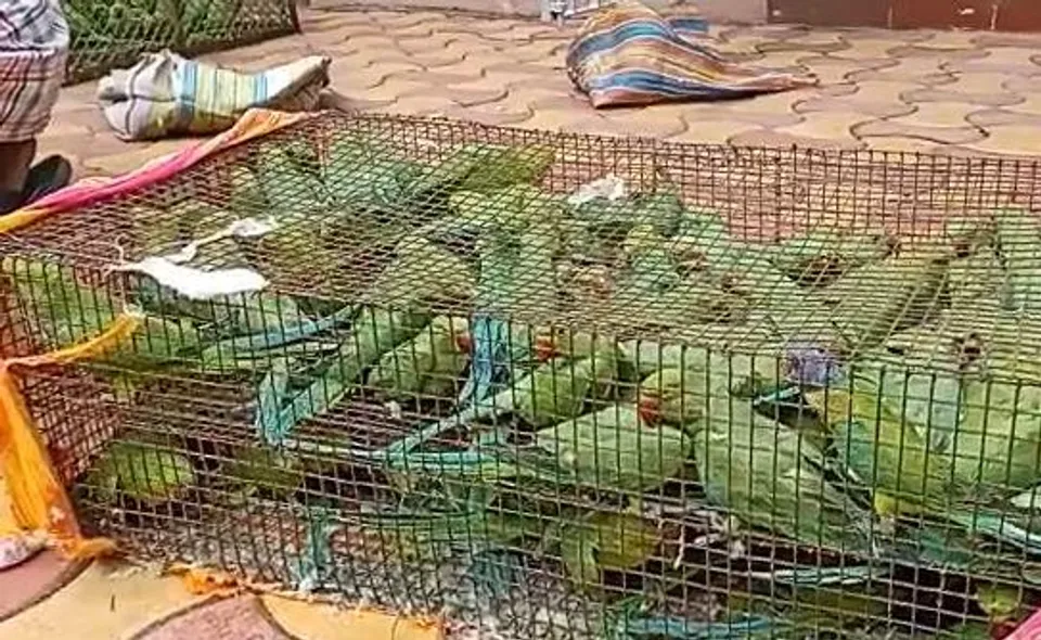 ১০০০টি প্রজাতির টিয়া উদ্ধার করল বনদপ্তর