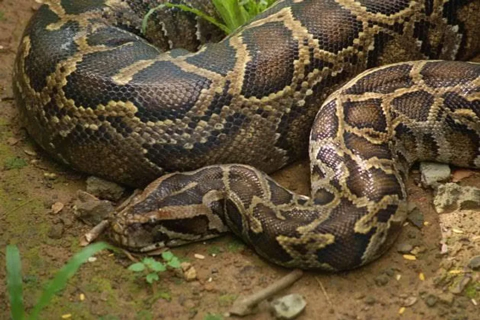 চাষের জমি থেকে উদ্ধার পূর্ণ বয়স্ক  অজগর