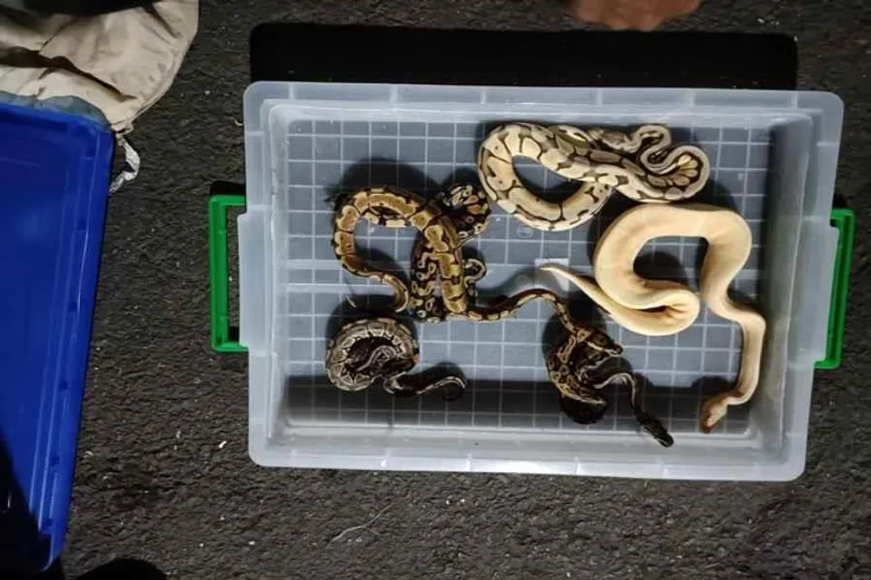 জীবন্ত প্রাণী পাচারের আগে উদ্ধার করল ডিআরআই