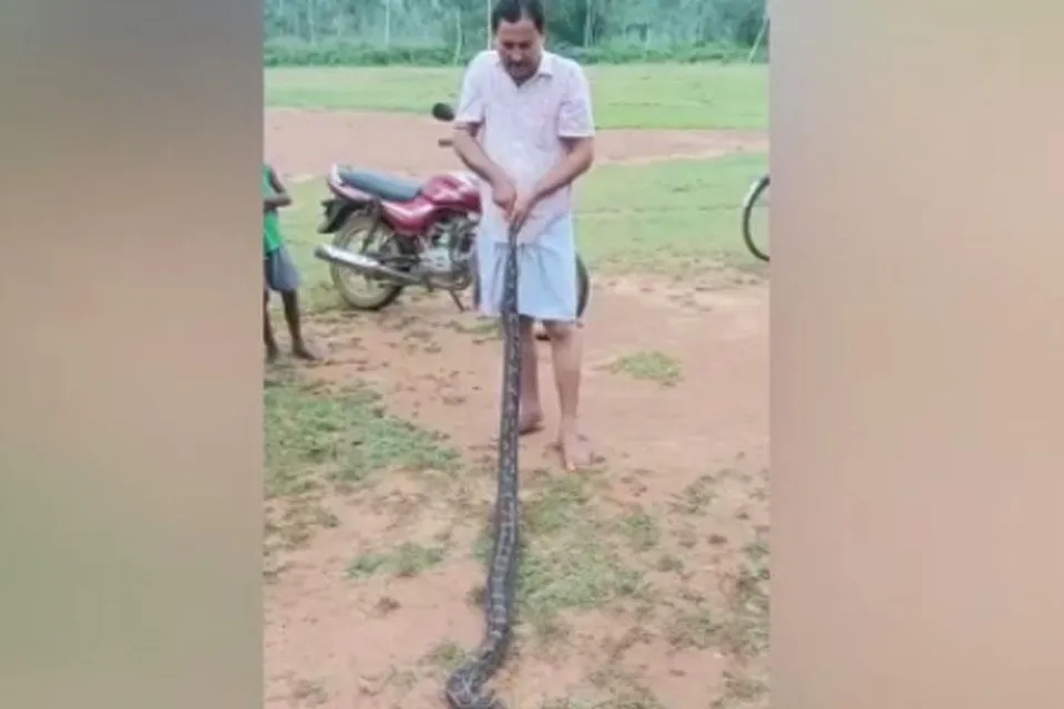 মাছ ধরার জালে ধরা পড়লো পাইথন