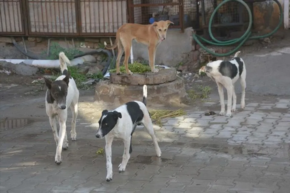 মর্মান্তিক, অন্ধ্রপ্রদেশে ৩০০ সারমেয়কে বিষ খাইয়ে খুনের অভিযোগ