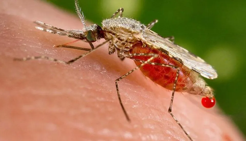 করোনা সংক্রমণের মধ্যেই এবার জলপাইগুড়ি শহরে ডেঙ্গির হানা