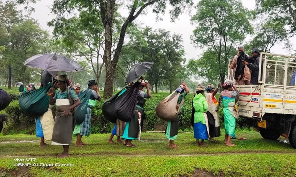 স্বাভাবিক ছন্দে ফিরেছে কোহিনূর চা-বাগান