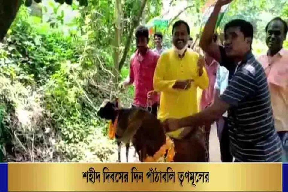 শহীদ দিবসের দিন পাঁঠাবলি তৃণমূলের, ভাইরাল ভিডিও