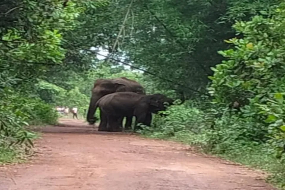 খাবারের সন্ধানে লোকালয়ে হাতি, একাধিক বাড়ি ভেঙে তাণ্ডব