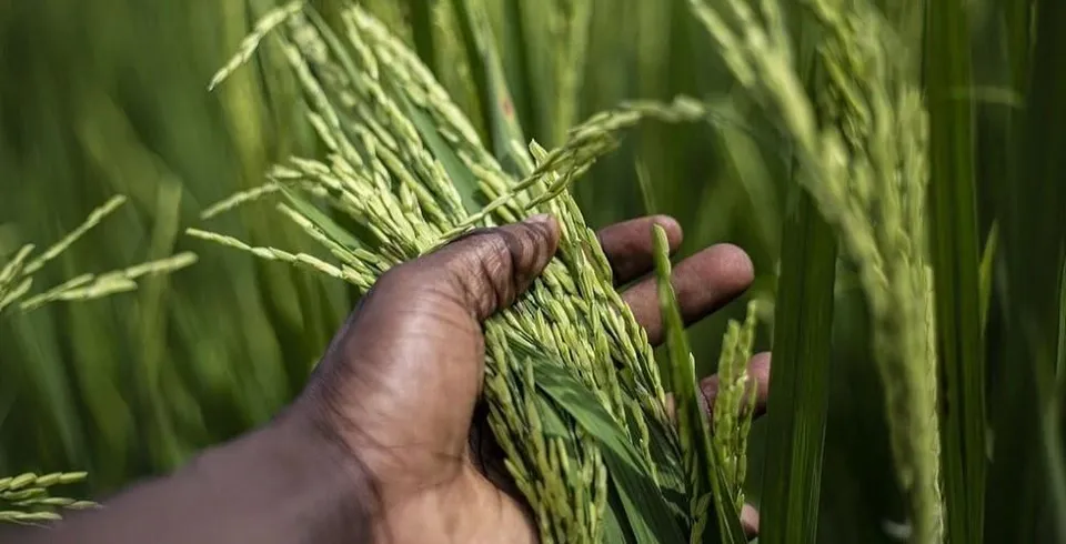 চাল নিয়ে চিন্তিত কেন্দ্র, এই সিদ্ধান্তের জেরে দেখা দিতে পারে খাদ্য সঙ্কটও!