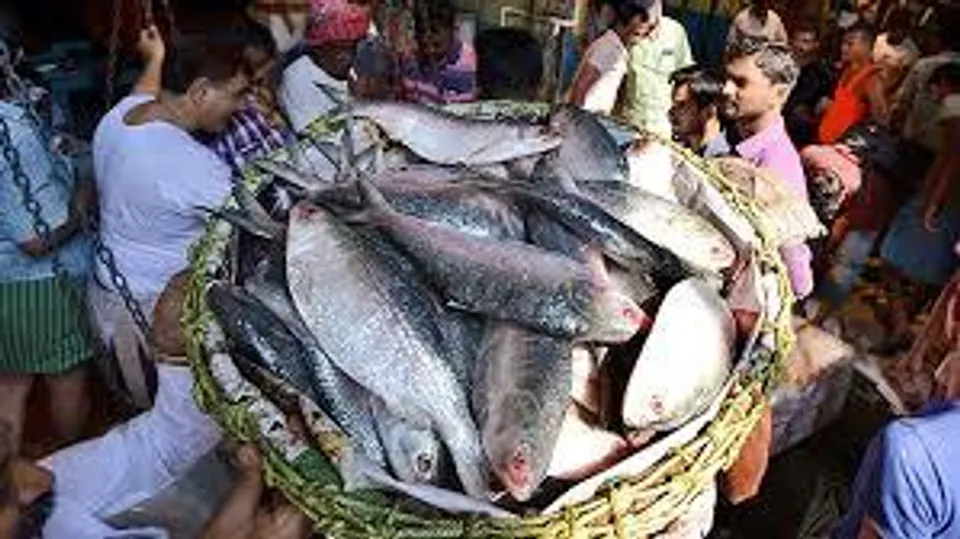 সুখবর! দুর্গাপূজোর আগেই হাওড়া মাছ বাজারে এল পদ্মার ইলিশ