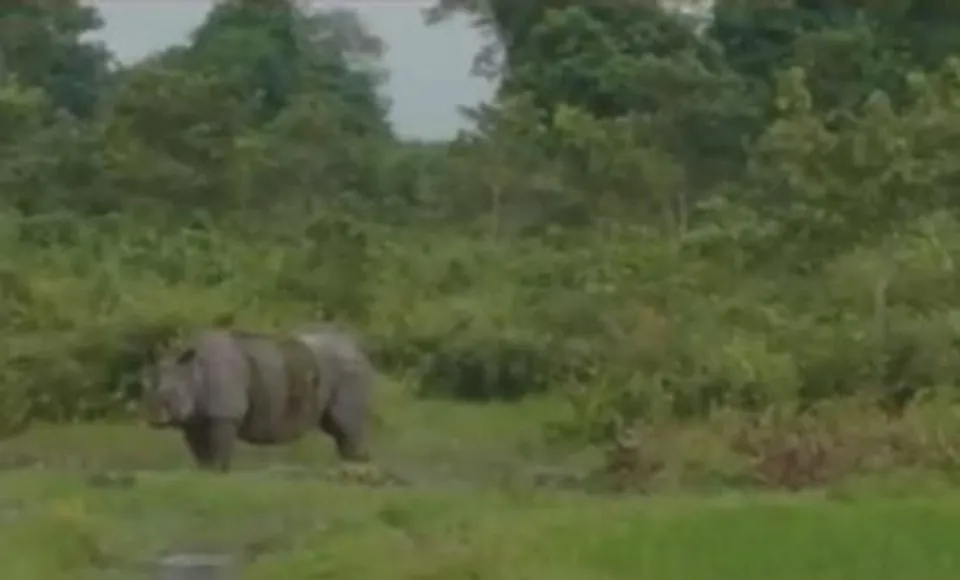 কৃষি জমিতে গন্ডার