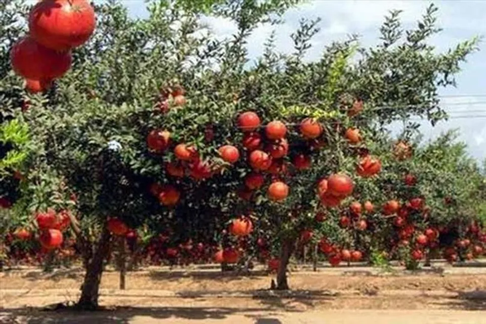 বাড়ির ছাদই হয়ে উঠতে পারে 'বেদানা বাগান'