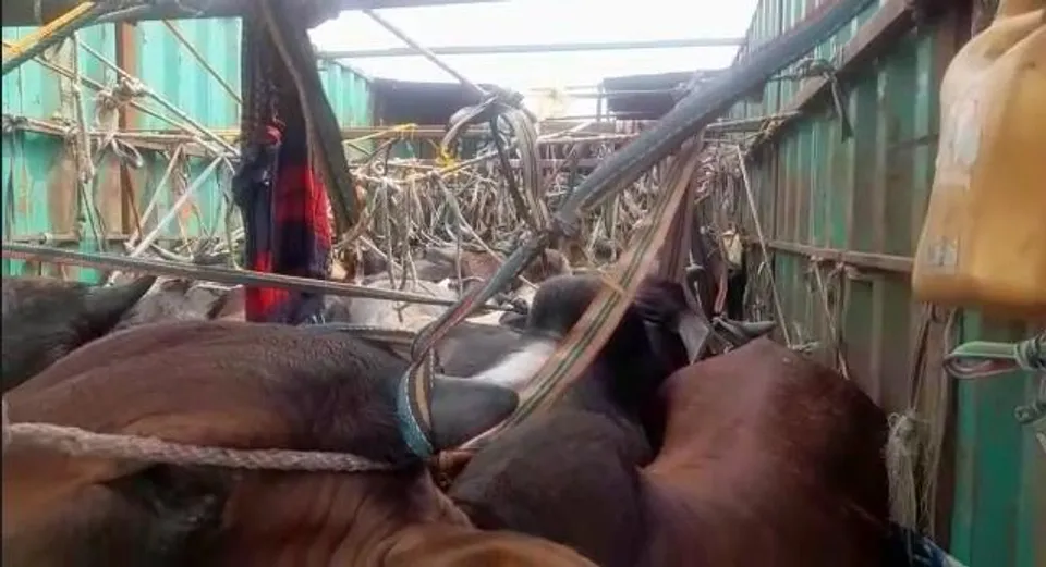 এমভিআই দপ্তরের অভিযানে আটক গরু বোঝাই ট্রাক