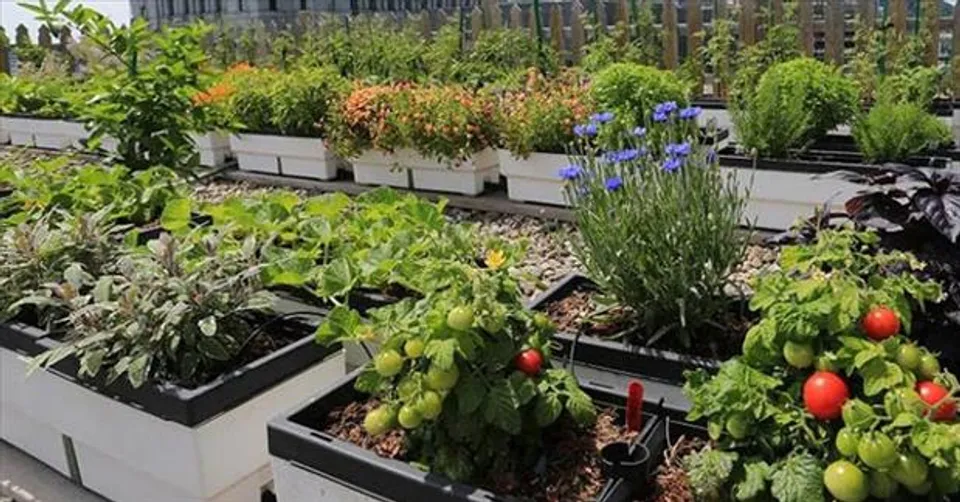 বাড়ির ছাদই হয়ে উঠুক সুবজ ক্ষেত