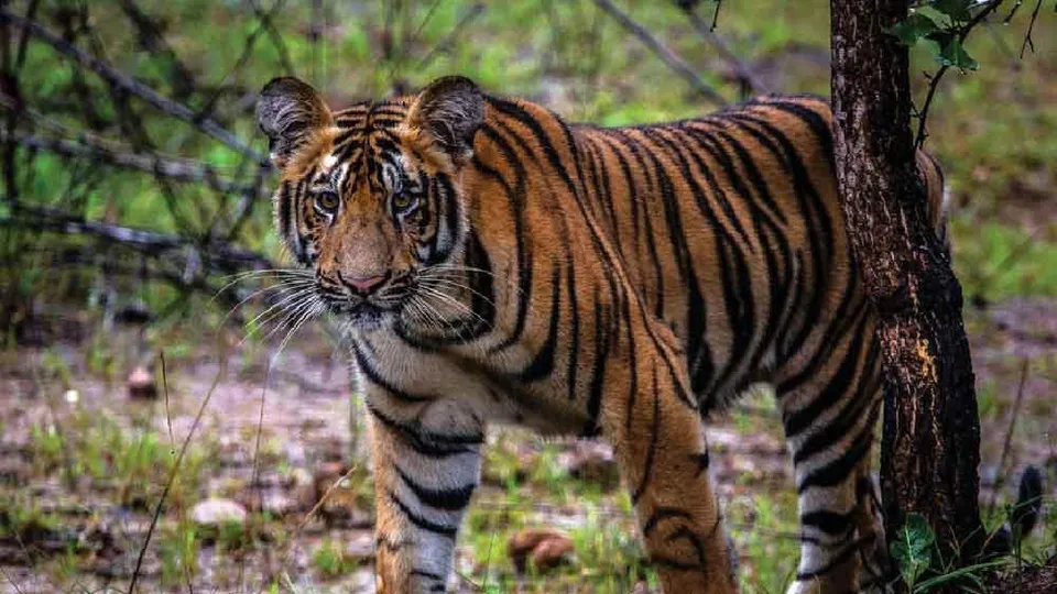 বাঘের মৃত্যুর রেকর্ড গড়ল ২০২১