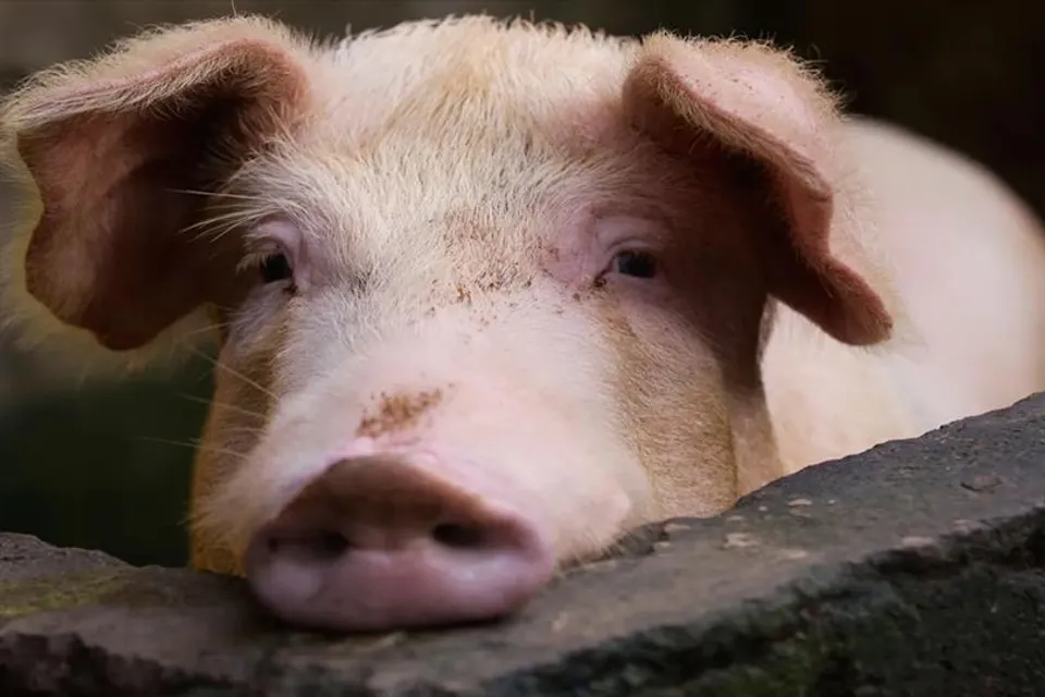 মহারাষ্ট্রে সোয়াইন ফ্লু তে সবচেয়ে বেশি মৃত্যু হয়েছে পুনেতে