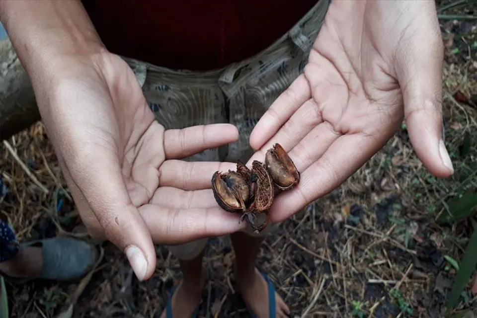 ভেড়রা ফলকে বাদাম ভেবে খেয়ে অসুস্থ ৮