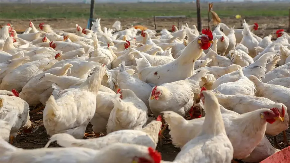 মহারাষ্ট্রে বাড়ছে বার্ড ফ্লু-র প্রকোপ