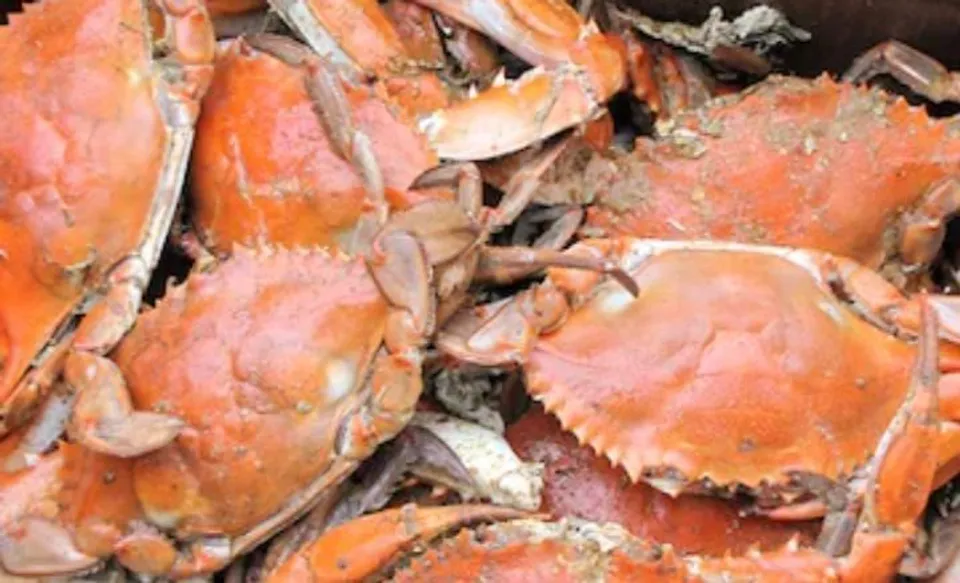 মেয়েকে চিমটি কাটার প্রতিশোধে জীবন্ত কাঁকড়া খেয়ে নিলো চীনা ব্যক্তি