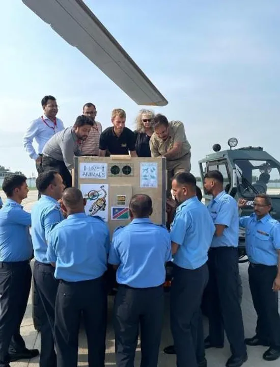 বায়ুসেনার চিনুক হেলিকপ্টারে করে কুনো জাতীয় উদ্যানে আনা হল ৮টি চিতাকে