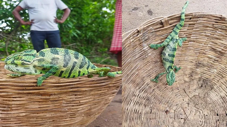 বিরল প্রজাতির ক্যামেলিয়ন উদ্ধার হল