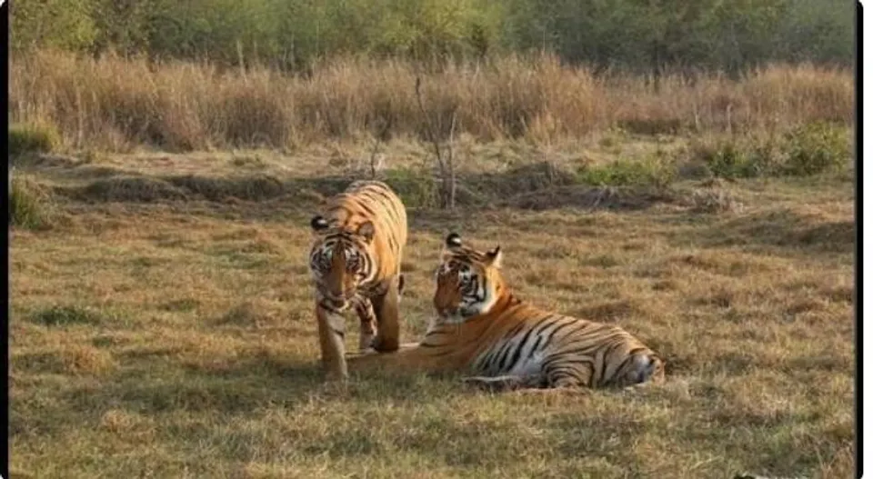 ছত্তিশগড়ের গুরু ঘাসিদাস জাতীয় উদ্যানে বাঘের মৃতদেহ উদ্ধার