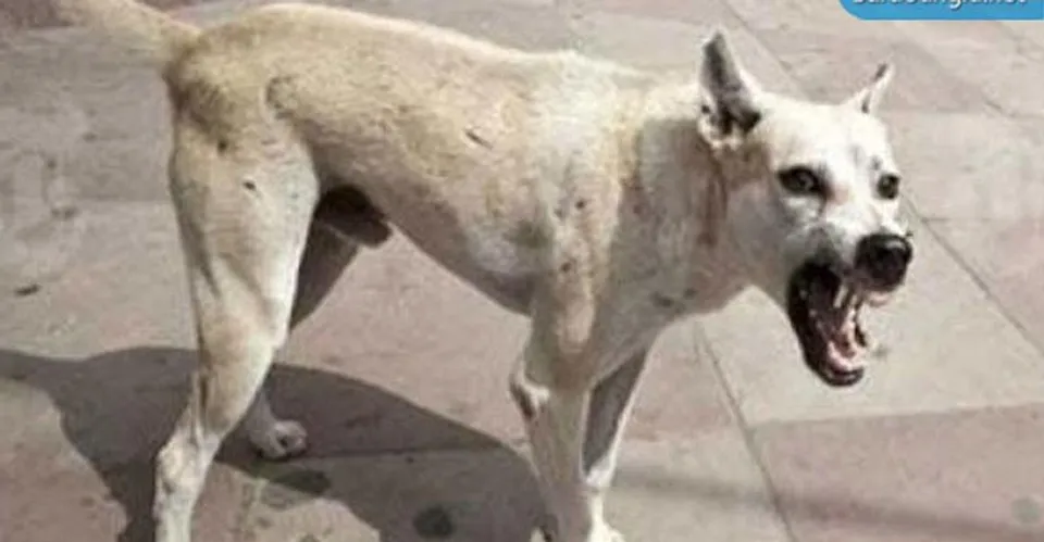 পাগলা কুকুরের কামড়ে আক্রান্ত দুই পুলিশকর্মী