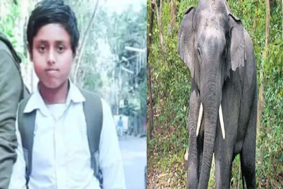 পরীক্ষা দেওয়া হল না অর্জুনের, হাতির হানায় মর্মান্তিক মৃত্যু মাধ্যমিক পরীক্ষার্থীর