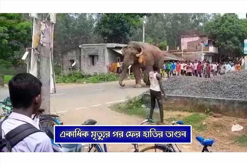 মৃত্যু মিছিলের মাঝে ফের হাতির তাণ্ডব