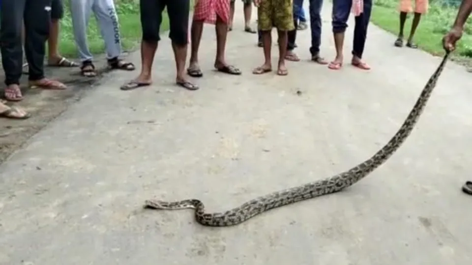 গোপীবল্লভপুর ২ ব্লকের কুঠিঘাট এলাকায় উদ্ধার অজগর সাপ