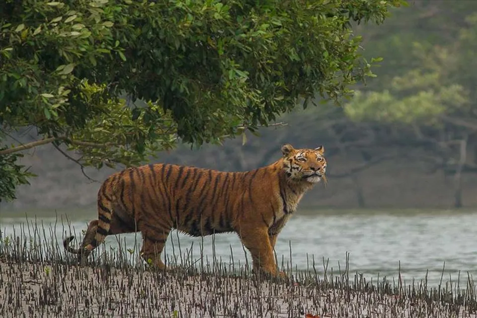 কাঁকড়া ধরতে গিয়ে প্রাণ গেল মৎস্যজীবীর