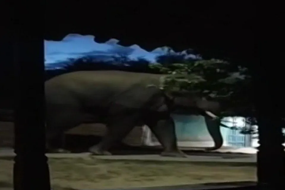 হাতির হামলায় প্রাণ হারাচ্ছেন একাধিক গ্রামবাসী