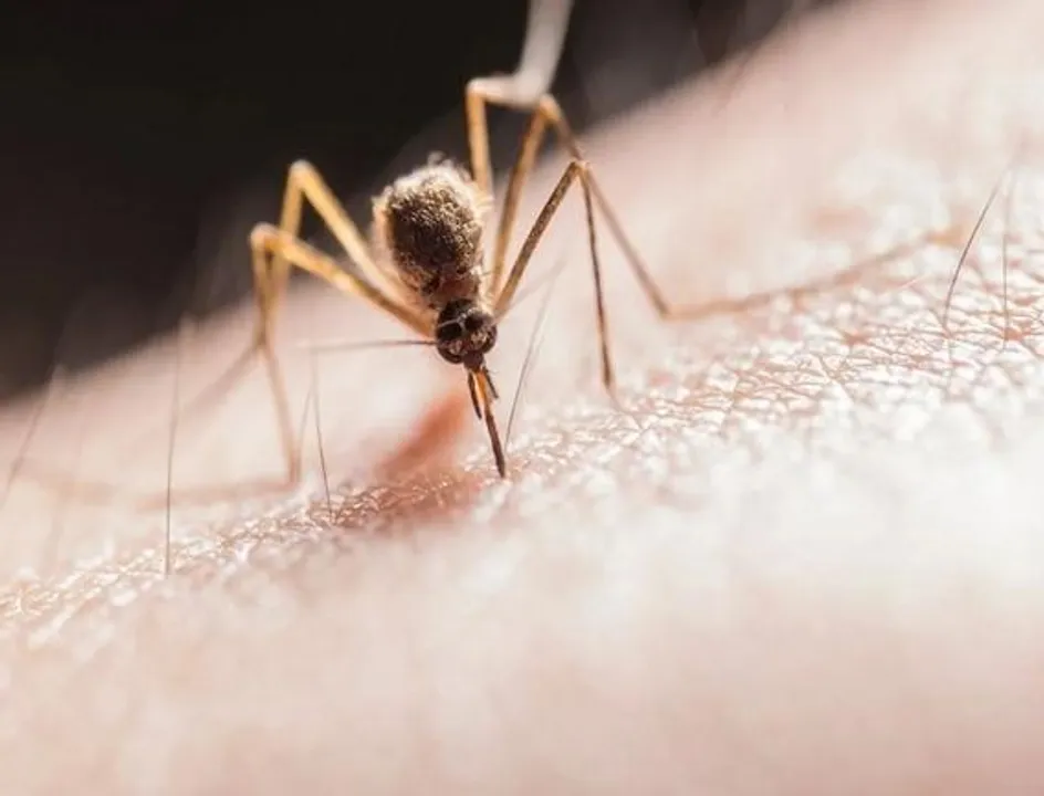 আক্রমণাত্মক ম্যালেরিয়ার বিস্তার রোধে ডব্লিউএইচও নতুন উদ্যোগ