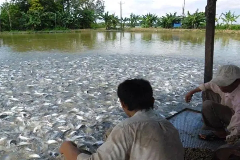 বিভিন্ন পদ্ধতিতে মাছ চাষ সম্পর্কে জানুন