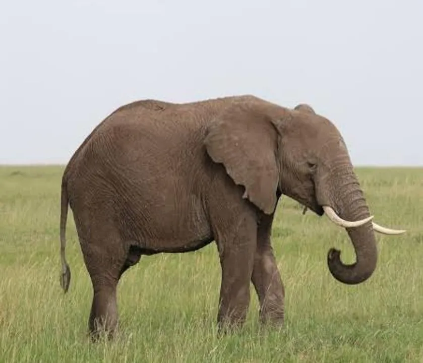 দলছুট হাতির হানায় চাঞ্চল্য