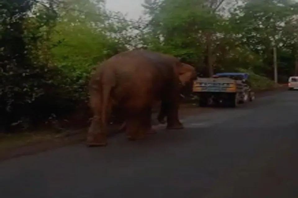 ঝাড়গ্রামের গড় শালবনি এলাকায় রাজ্য সড়কের ওপর হাতি, স্তব্ধ যানবাহন চলাচল