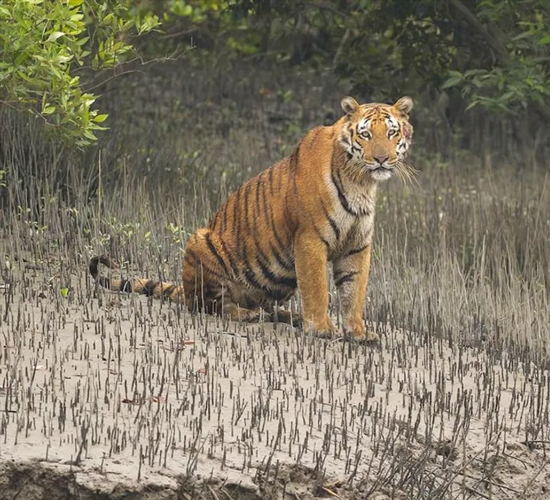 সুন্দরবনের জঙ্গলের  বাঘিনী প্রবেশ করল মণিপুরের জঙ্গলে