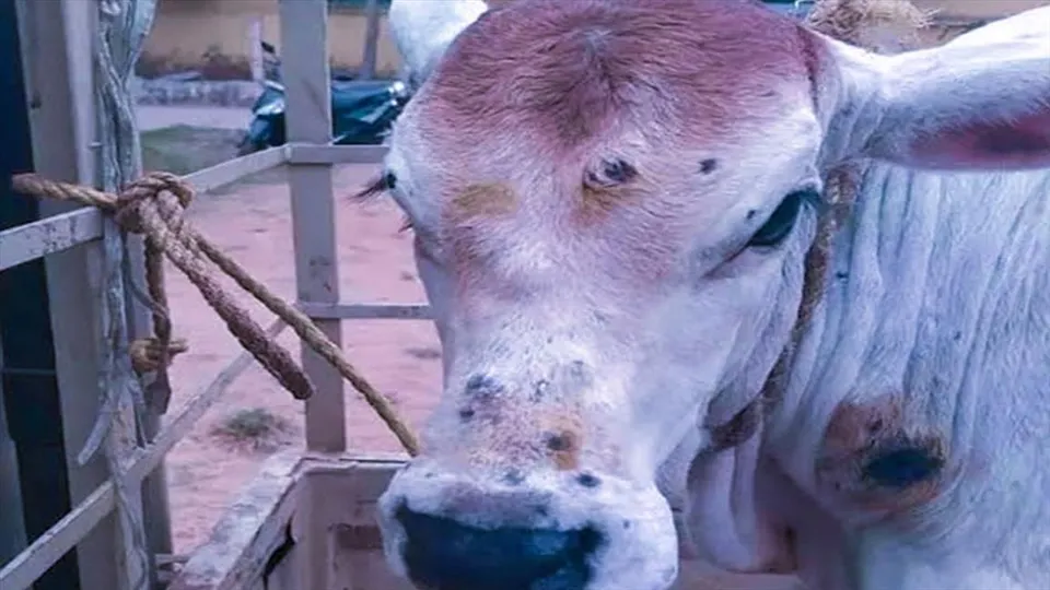 লাম্পিতে আক্রান্ত প্রায় এক লক্ষ গবাদি পশু